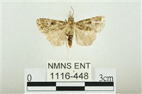 白斑散紋夜蛾藏品圖，第1張