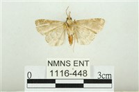 白斑散紋夜蛾藏品圖，第2張