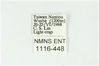 白斑散紋夜蛾藏品圖，第3張