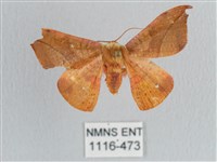 銀端帶鉤蛾藏品圖，第1張