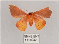 銀端帶鉤蛾藏品圖，第2張