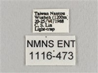 銀端帶鉤蛾藏品圖，第3張