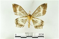 樹形尺蛾藏品圖，第2張