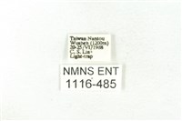 樹形尺蛾藏品圖，第3張