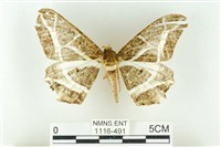 樹形尺蛾藏品圖，第1張