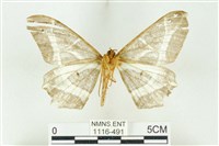 樹形尺蛾藏品圖，第2張