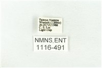 樹形尺蛾藏品圖，第3張