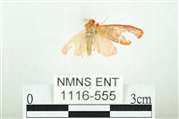 三色豔苔蛾藏品圖，第1張