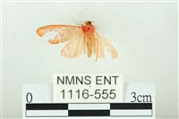 三色豔苔蛾藏品圖，第2張