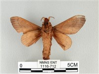 大褐斑枯葉蛾藏品圖，第2張