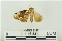 大斑波紋蛾藏品圖，第1張