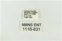 大斑波紋蛾藏品圖，第3張