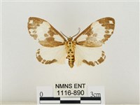 後凸蝶燈蛾藏品圖，第1張