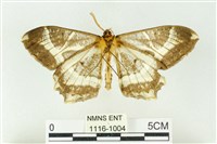 樹形尺蛾藏品圖，第2張