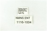 樹形尺蛾藏品圖，第3張