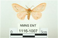 三條橙燈蛾藏品圖，第1張