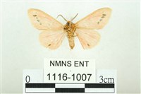 三條橙燈蛾藏品圖，第2張