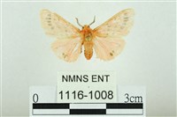 三條橙燈蛾藏品圖，第1張