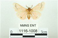 三條橙燈蛾藏品圖，第2張