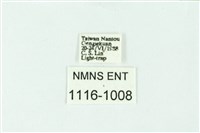 三條橙燈蛾藏品圖，第3張