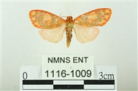 三色豔苔蛾藏品圖，第1張