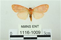 三色豔苔蛾藏品圖，第2張