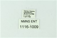 三色豔苔蛾藏品圖，第3張