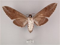 粗斜紋天蛾藏品圖，第2張