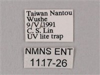 粗斜紋天蛾藏品圖，第3張