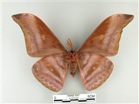 紅目天蠶蛾藏品圖，第2張