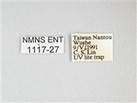 紅目天蠶蛾藏品圖，第3張