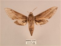 背線天蛾藏品圖，第1張