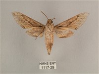 背線天蛾藏品圖，第2張