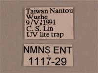 背線天蛾藏品圖，第3張