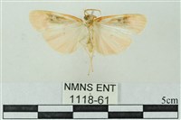 臺雪苔蛾藏品圖，第2張