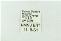 臺雪苔蛾藏品圖，第3張