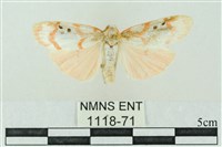 臺雪苔蛾藏品圖，第1張