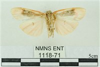 臺雪苔蛾藏品圖，第2張