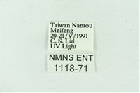 臺雪苔蛾藏品圖，第3張