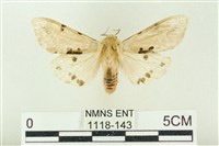 棍棒污燈蛾藏品圖，第1張