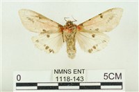 棍棒污燈蛾藏品圖，第2張