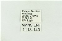 棍棒污燈蛾藏品圖，第3張