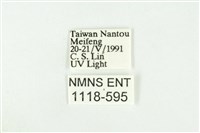 寬紋黃毒蛾藏品圖，第3張