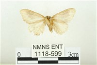 寬紋黃毒蛾藏品圖，第2張