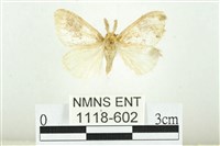 寬紋黃毒蛾藏品圖，第1張