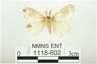 寬紋黃毒蛾藏品圖，第2張