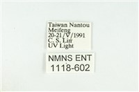 寬紋黃毒蛾藏品圖，第3張