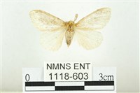 寬紋黃毒蛾藏品圖，第1張