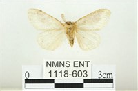 寬紋黃毒蛾藏品圖，第2張