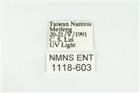 寬紋黃毒蛾藏品圖，第3張